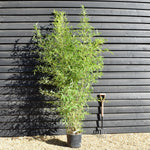 Phyllostachys aurea | Bamboo - Height 280-300cm - 18lt