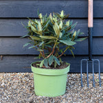 Rhododendron 'Vulcan' - Shrub - Height 40-50cm - 10lt