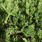Juniperus horizontalis 'Prince of Wales' | Creeping Juniper - Ground covering - 8lt