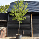 Hibiscus Syriacus | Rose of Sharon - Girth 28cm - Height 400-450cm - 230lt