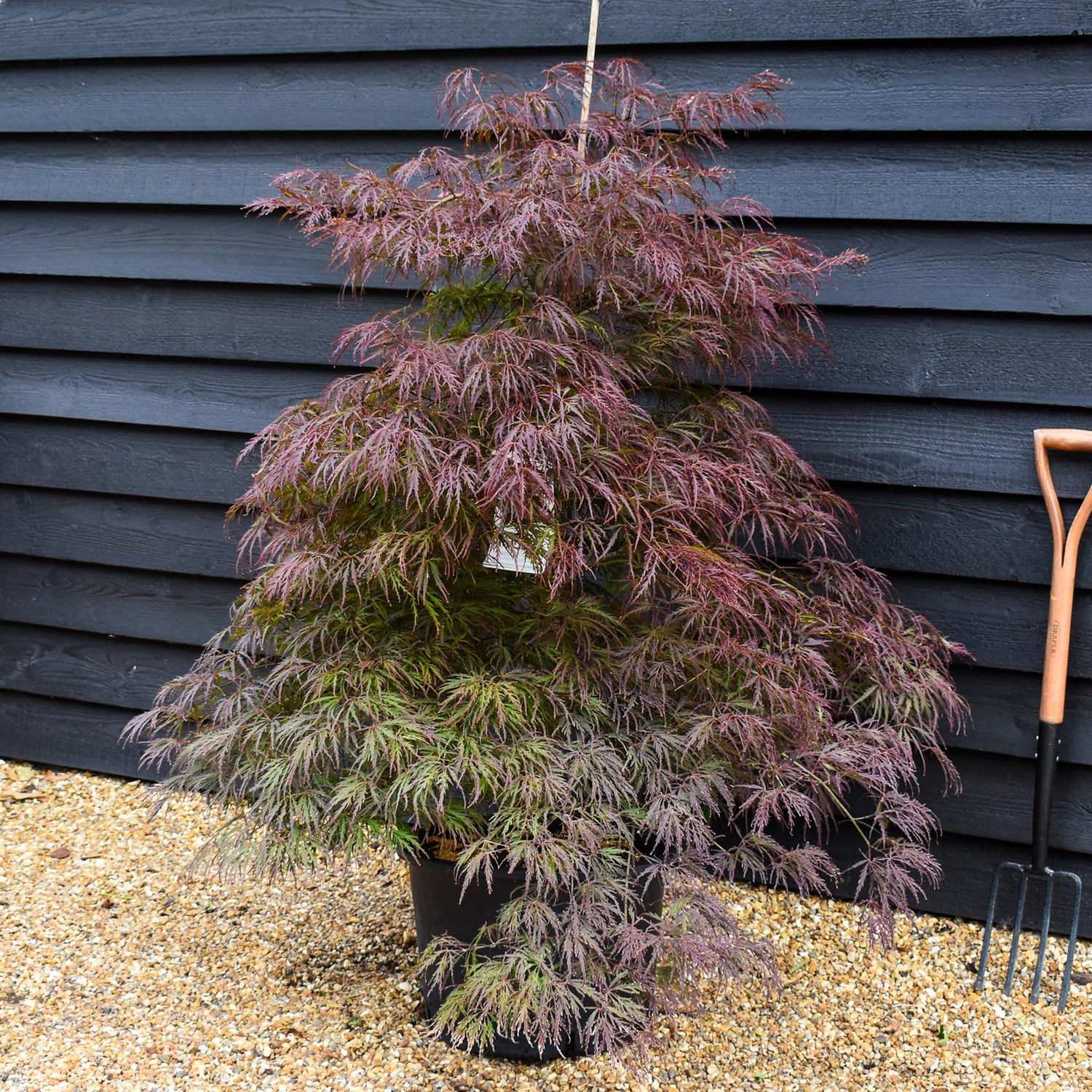 Acer palmatum 'Garnet' | Japanese Maple 'Garnet' - Bushy - Height 120-140cm - 35lt