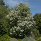 Hoheria sexstylosa Snow White - Bushy | Ribbonwood - 170-200cm, 20lt