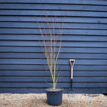 Japanese Maple | Acer palmatum 'Orange Lace' - Bushy - Height 180-190cm - 35lt