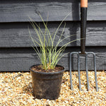 Miscanthus sinensis | Ornamental grass 'Morning Light' - 3lt