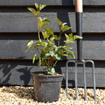 Cornus alba ' 'Nightfall'' | Dogwood - Shrub - Height 20-30cm - 2lt