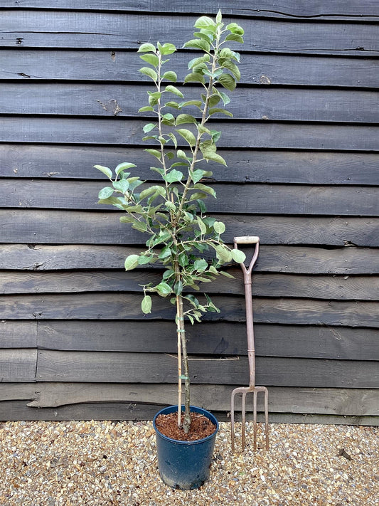 Apple tree 'Bramley's Seedling' | Malus domestica - MM106 - Semi-Dwarfing - 150-160cm - 10lt
