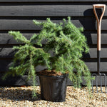 Larix decidua 'Little Bogle' | European larch - Height 50-60cm - Width 70cm - 18lt