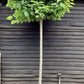 Catalpa Bignonioides (Ovata) Tree | Indian bean tree - Standard - Mature Tree - Height 350cm - 150lt