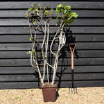 Fig - Ficus carica 'Noire de Caromb' - Frame - Height 130-140cm - 15lt