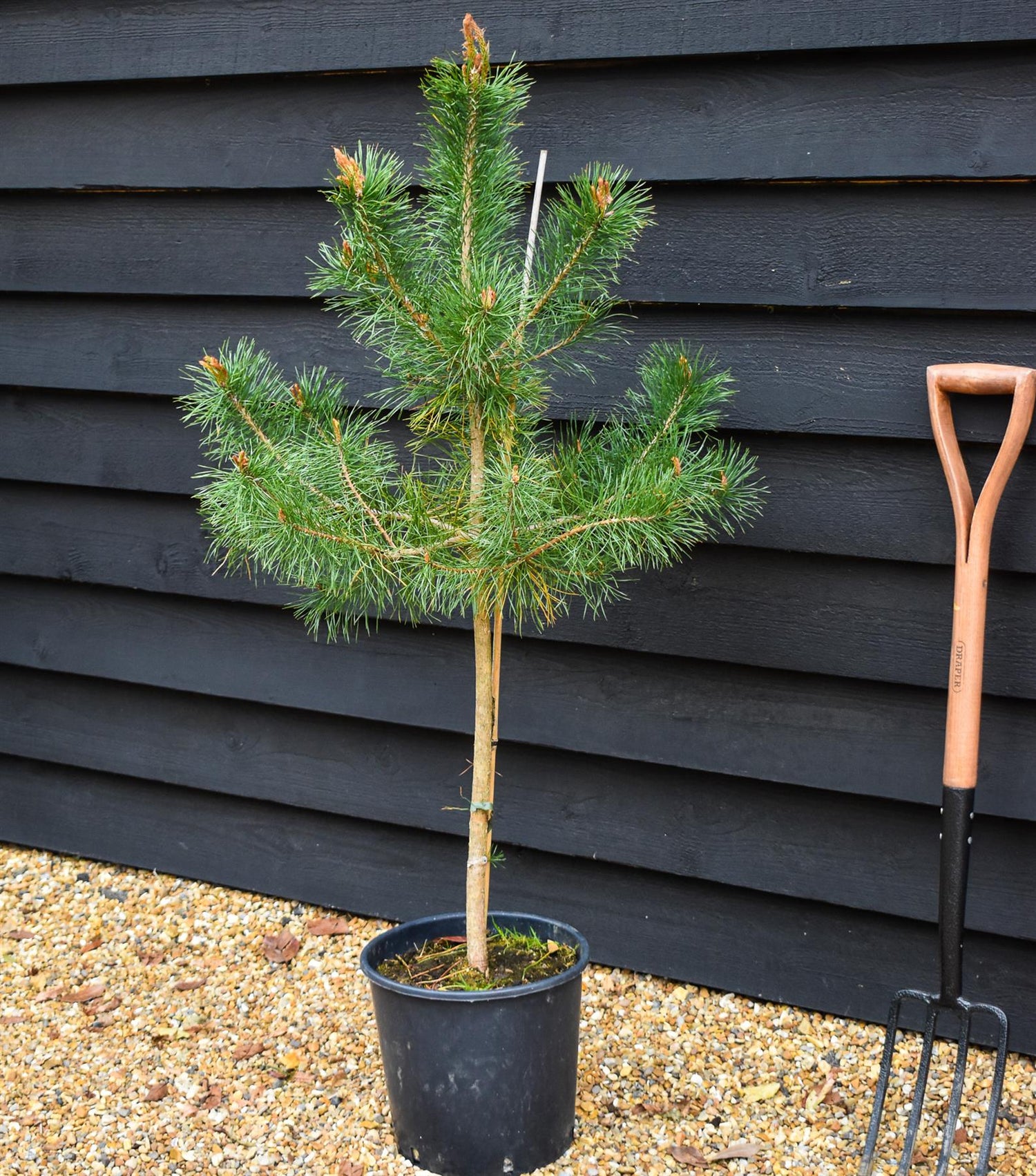 Scots Pine | Pinus sylvestris - Pot Grown - Height 110-140cm - Girth 4-8cm - 10lt