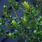 Myrtus communis subsp. tarentina - 60-70cm, 10lt