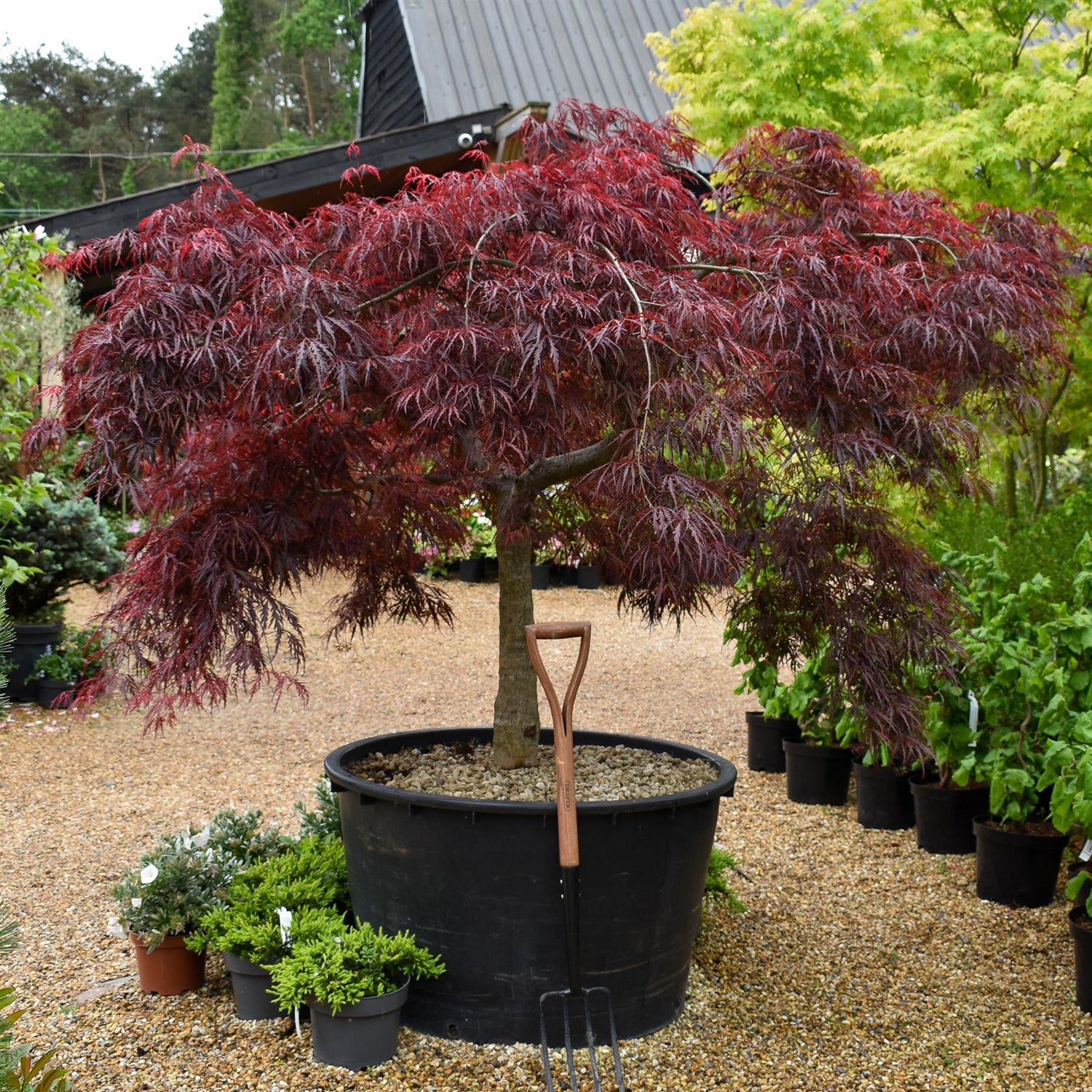 Acer palmatum dissectum | laceleaf Japanese maple - Clear Stem 55cm - Height 130-140cm - 235lt
