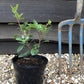 Arbutus unedo | Strawberry Tree - 20-25cm, 3lt