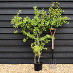 Crataegus Monogyna | Common Hawthorn - Height 125-150cm - 5lt