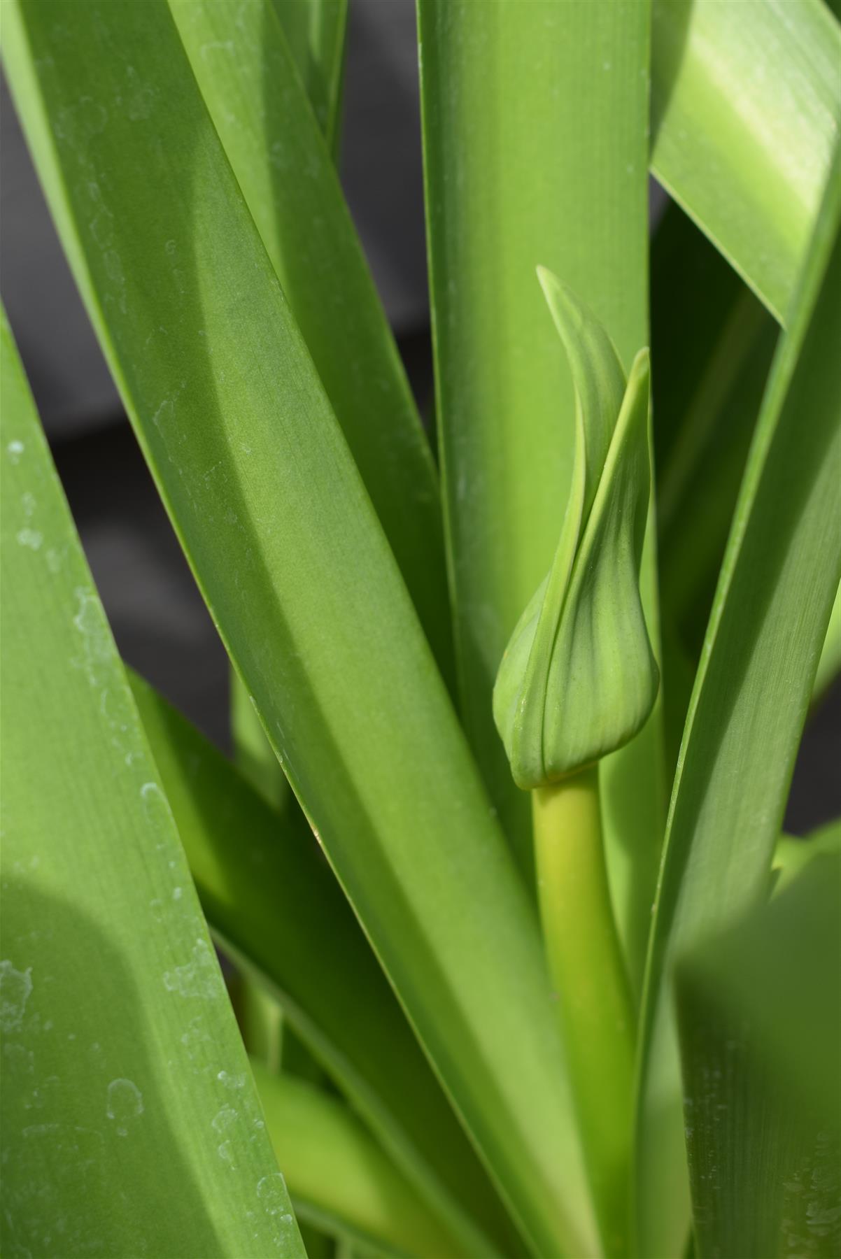 Agapanthus - Phantom | African Lily - 70cm - 25lt