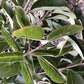 Ligustrum japonicum Standard - Girth 12-14cms - 280-300cm - 30lt