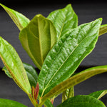 Viburnum davidii - Shrub - Height 30-50cm - 5lt