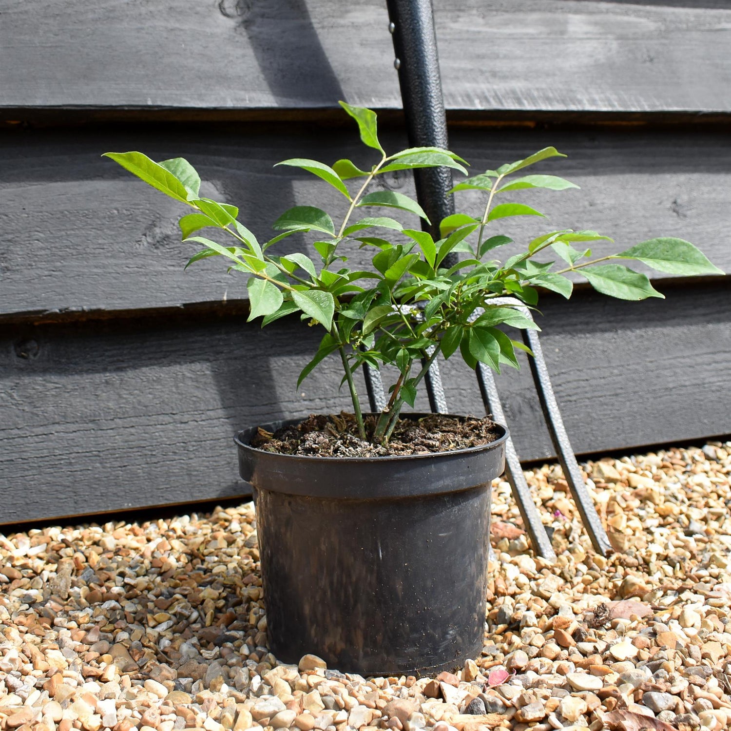 Euonymus alatus Compactus - Height 25-35cm - Bushy - 2lt