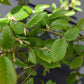 Carpinus betulus - Pleached/Espalier (85cm x 50cm Metal) - 30lt