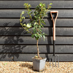 Pyrus Communis Williams | Pear 'Williams' Bon Chrétien' - Patio Rootstock - Height 80-100cm, 7lt