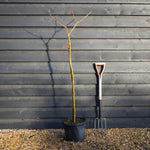 Albizia Julibrissin Evey's Pride | Silk Tree - Height 140-145cm - 15lt