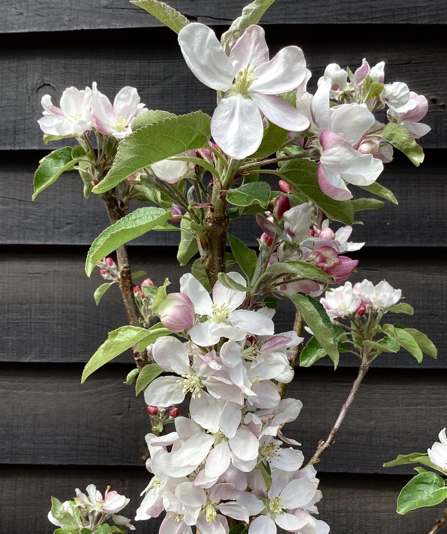 Apple tree 'Scrumptious' | Malus domestica - M27 - Ultra-Dwarfing - 130-140cm - 10lt