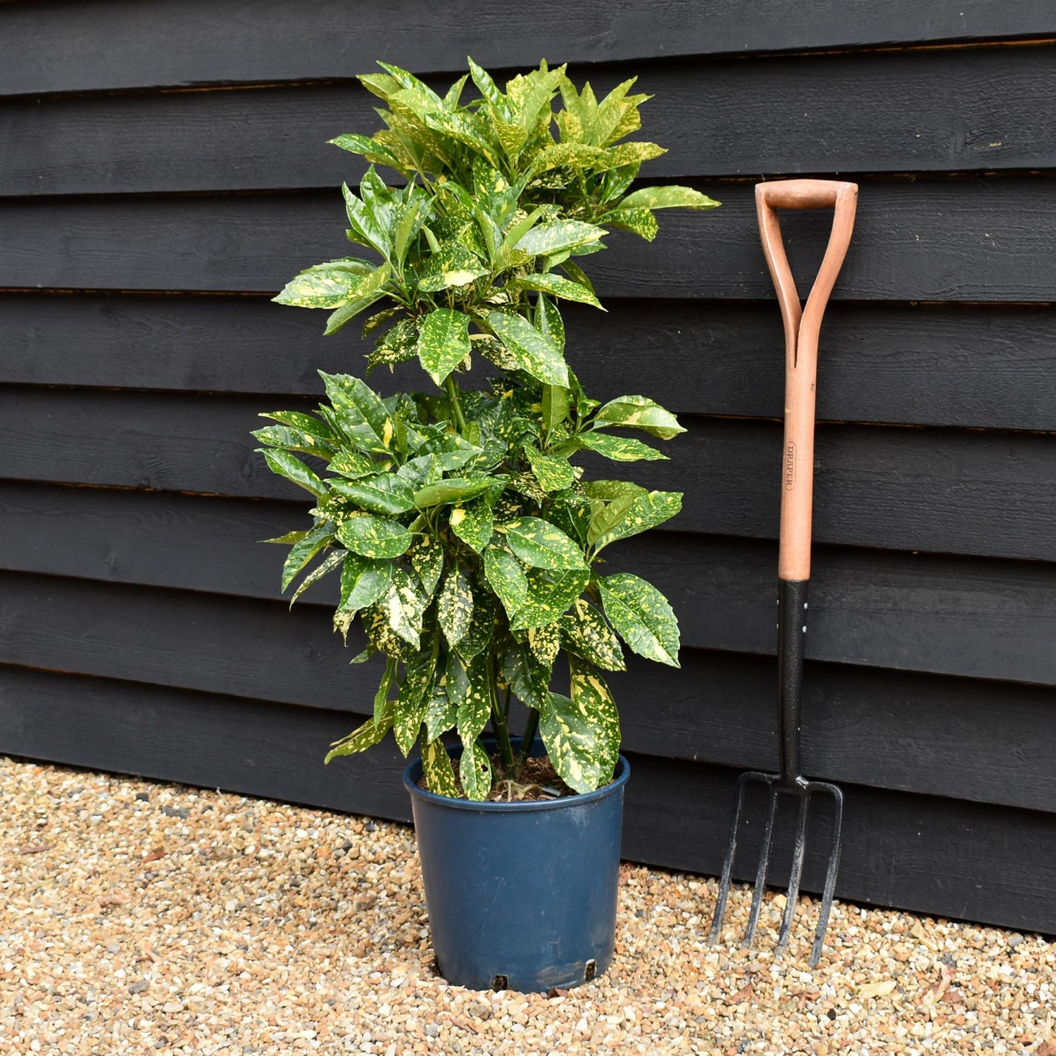Aucuba japonica 'Mr Goldstrike' - Height 90-110cm -12lt