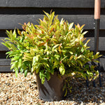Leucothoe Scarletta 'Zeblid' | Dog Hobble - Height 25-45cm - 5lt