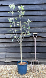 Apple tree 'Cox Orange Pippin' | Malus domestica - M27 - Ultra-Dwarfing - 130-140cm - 10lt