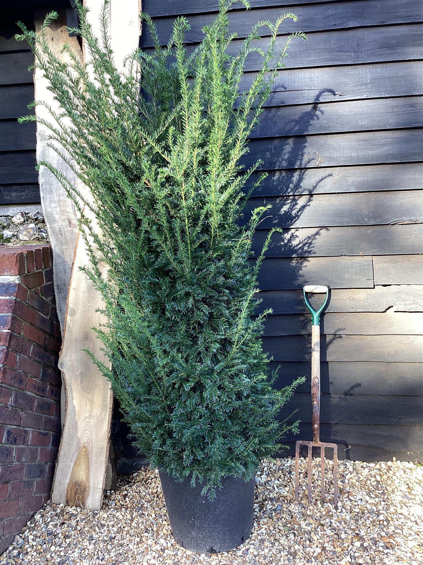 Taxus baccata - 180-200cm