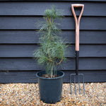 Pinus wallichiana - Bhutan Pine - Height 50-75cm - 12lt