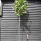 Ligustrum japonicum Standard - Girth 12-14cm - Height - 260-280cm - 30lt