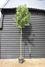 Ligustrum japonicum Standard - Girth 12-14cm - Height - 260-280cm - 30lt