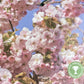 Prunus Pink Perfection | Flowering Cherry 'Pink Perfection' - 200-250cm, 10lt