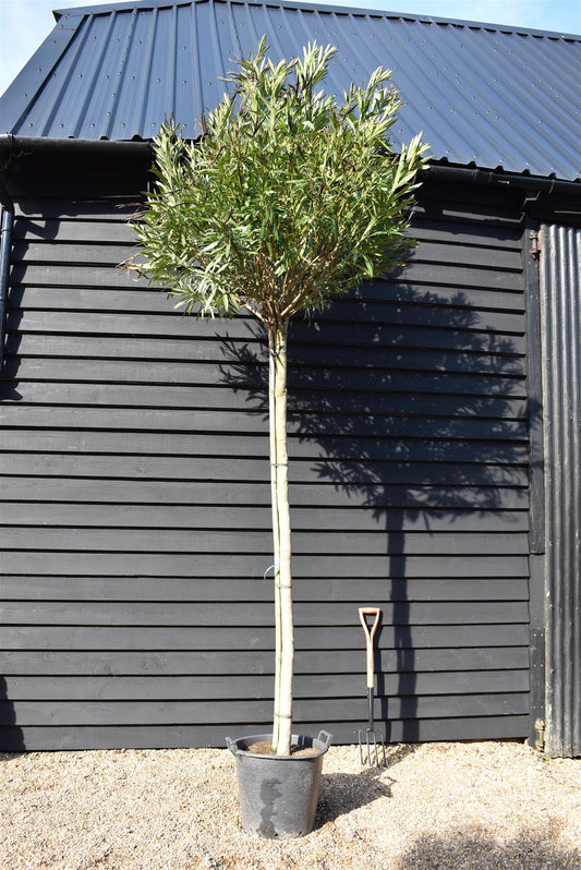 Nerium oleander - Clear Stem - 330-350cm - 45lt
