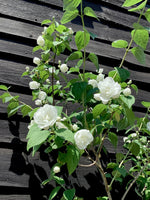 Philadelphus Virginal - Height 40-60cm - Shrub - 12lt
