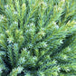 Cryptomeria japonica | Japanese Cedar - Bushy - 40-50 cm - 10lt