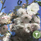 Cherry Blossom | Prunus Shogetsu (Shimizu-zakura) Sakura - 160-200cm - 12lt