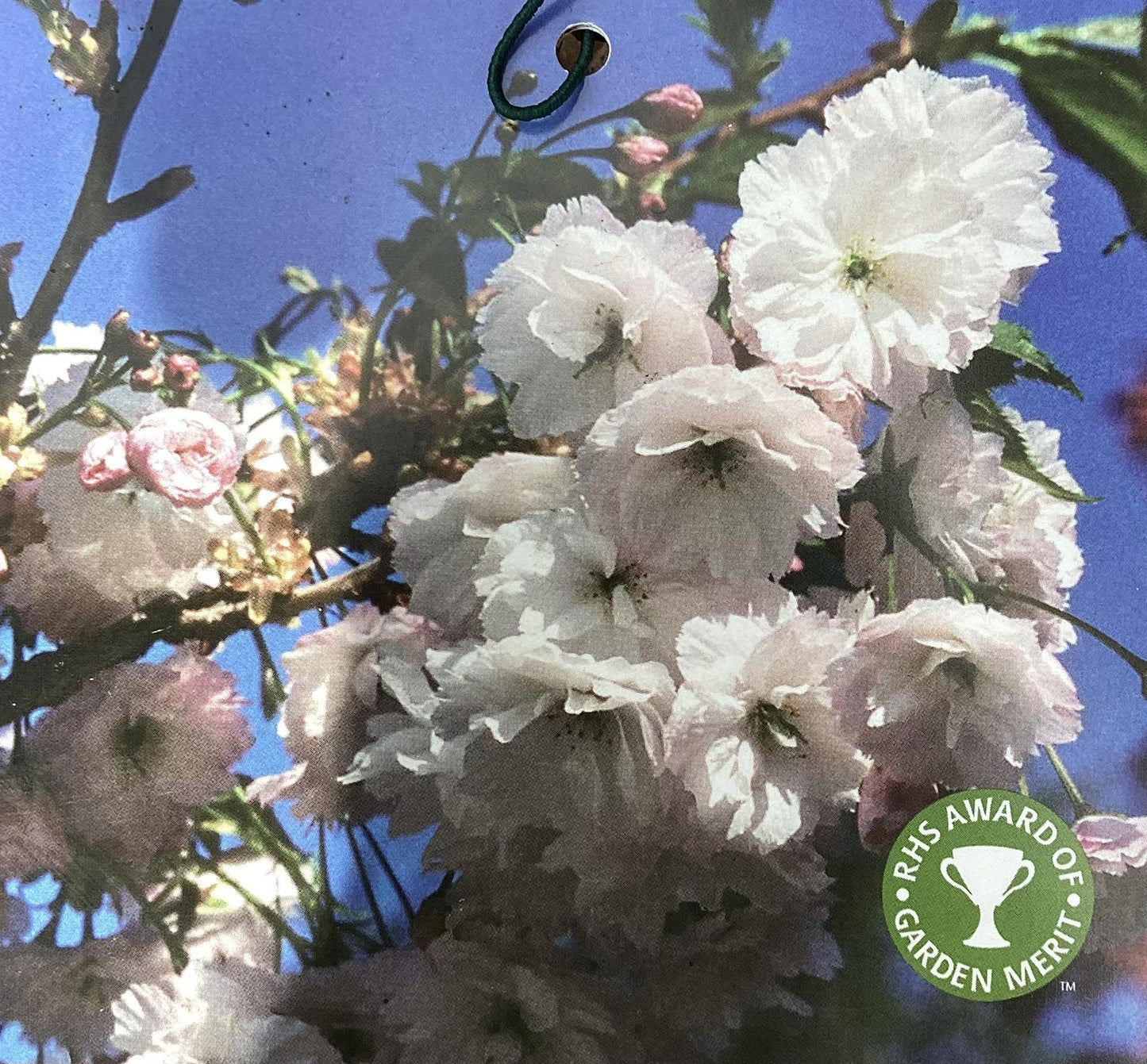 Cherry Blossom | Prunus Shogetsu (Shimizu-zakura) Sakura - 160-200cm - 12lt