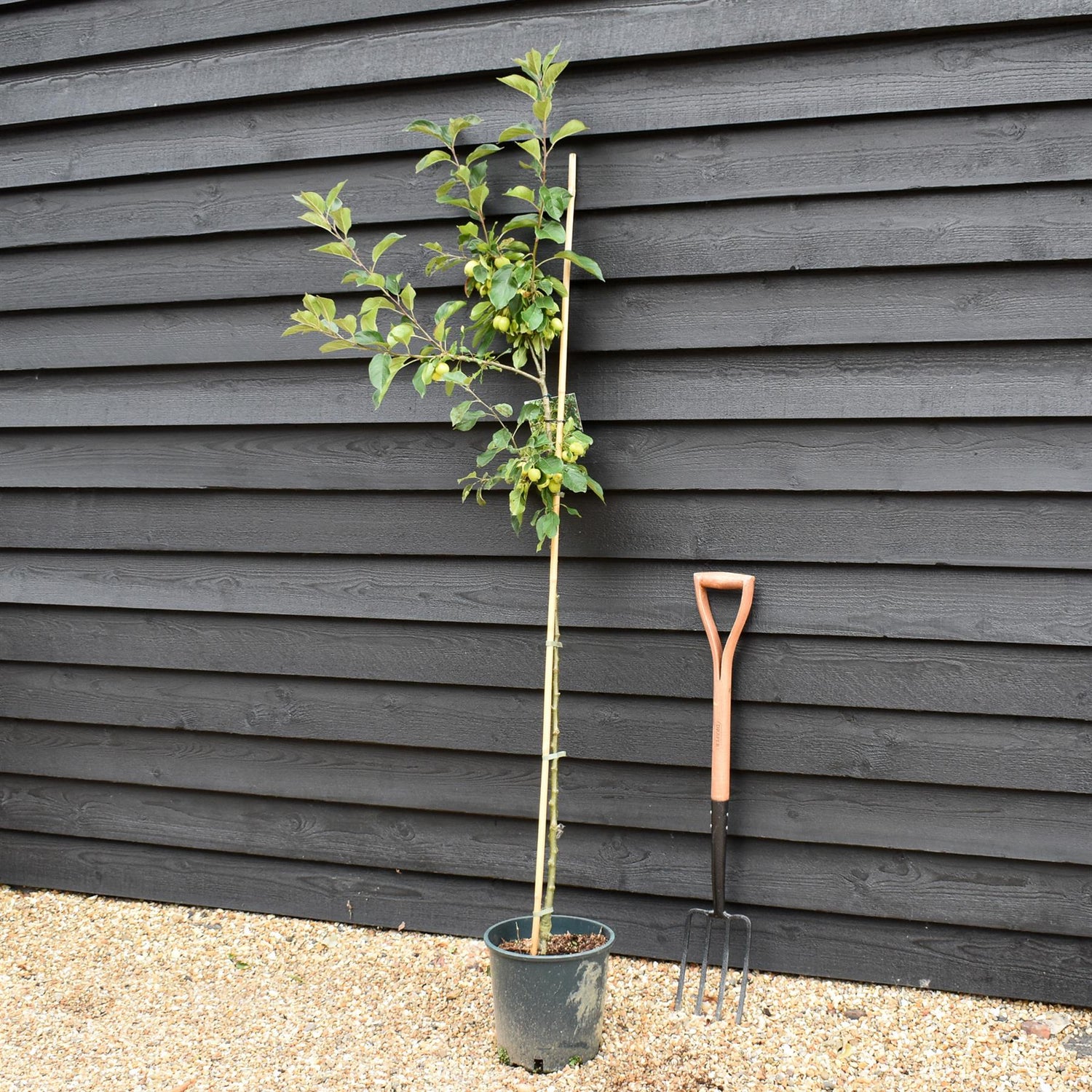 Apple tree 'John Downie' | Malus domestica - 160-180cm - 10lt