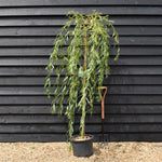 Salix Sepulcralis var. chrysocoma | Golden Weeping Willow - Height 210-250cm - 20lt
