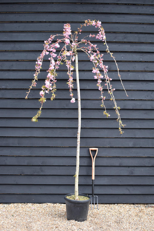 Prunus 'Kiku-shidare-zakura' | Weeping Oriental Cherry - Girth 8-10cm - 220-280cm, 30lt
