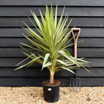 Yucca 'Jewel' - Height 100-110cm - 10lt