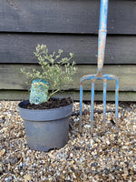 Ceanothus thyrsiflorus 'Cool Blue' - 20-50cm - 5lt