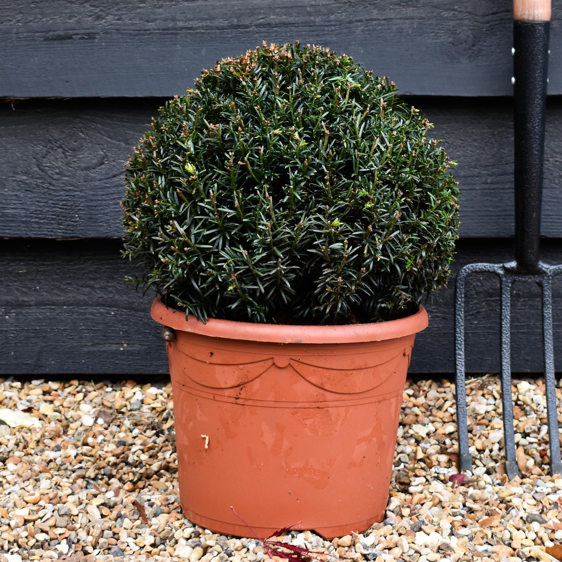 Taxus baccata (balls) - Height 30cm - Diameter 30cm