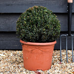 Taxus baccata (balls) - Height 30cm - Diameter 30cm - 7lt