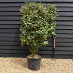 Elaeagnus ebbingei Compacta -Shrub - Height 120-180cm - 45/50lt
