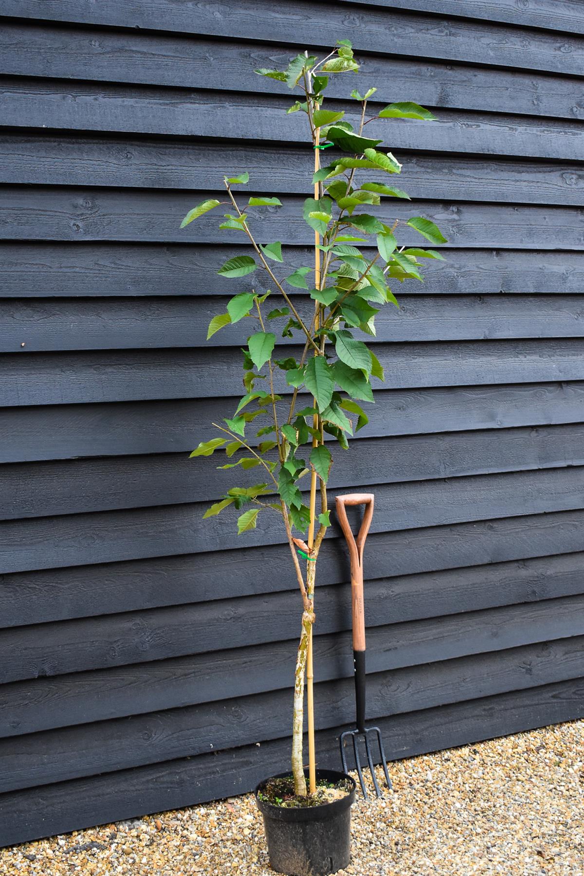Wild cherry | Prunus avium 3-4yr - Height 160-180cm - 10lt