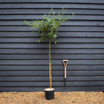 Cotoneaster 'Rothschildianus' | Willow-Leaved Cotoneaster - Height 160-180cm - 12lt