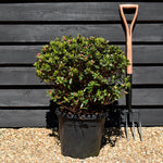 Azalea Japonica 'Girards fuchsia' - 75cm - Bushy - 15lt